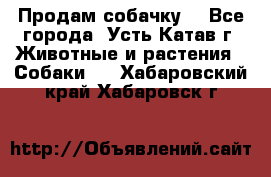 Продам собачку  - Все города, Усть-Катав г. Животные и растения » Собаки   . Хабаровский край,Хабаровск г.